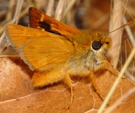 Ochlodes agricola