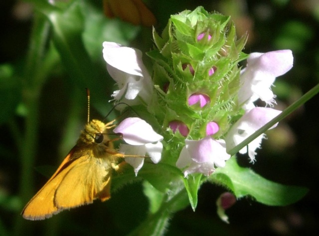 Ochlodes agricola