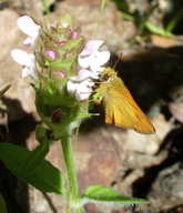 Ochlodes agricola