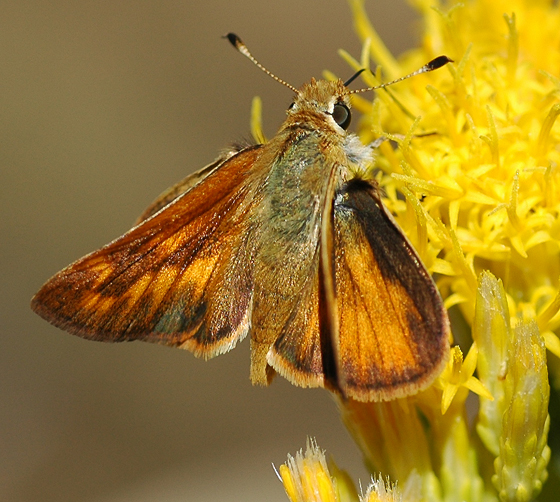 Ochlodes sylvanoides