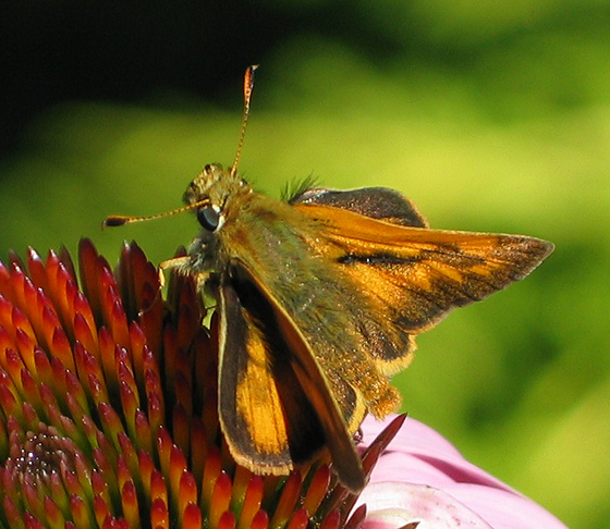 Ochlodes sylvanoides