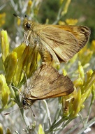 Ochlodes sylvanoides