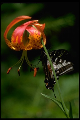 Papilio eurymedon