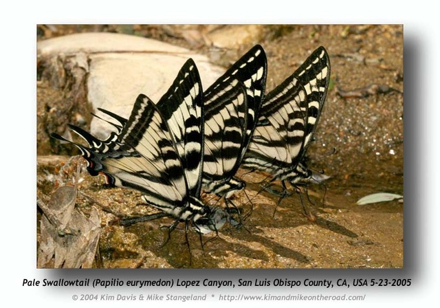 Papilio eurymedon