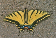 Papilio multicaudatus