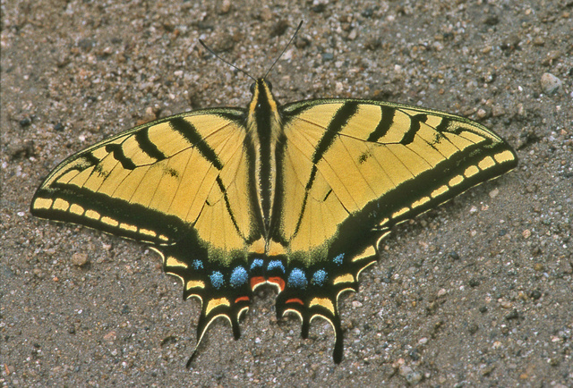 Papilio multicaudatus