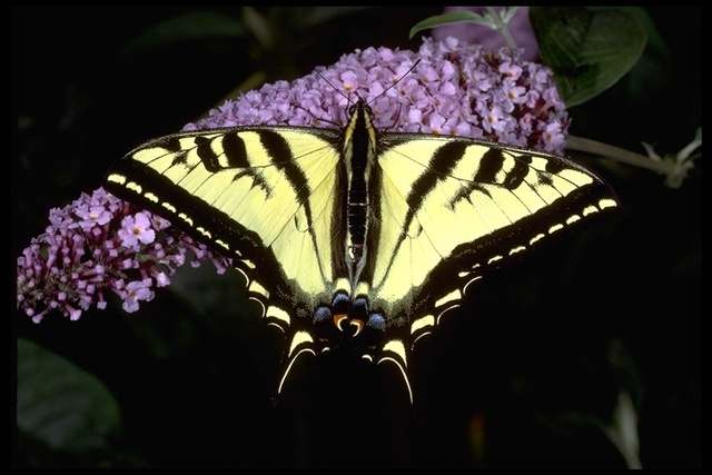 Papilio rutulus