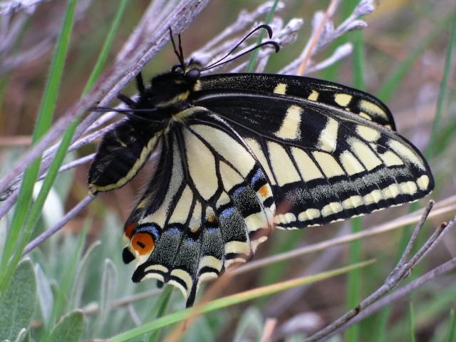 Papilio zelicaon