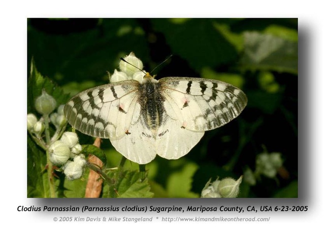 Parnassius clodius