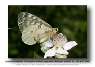 Parnassius clodius