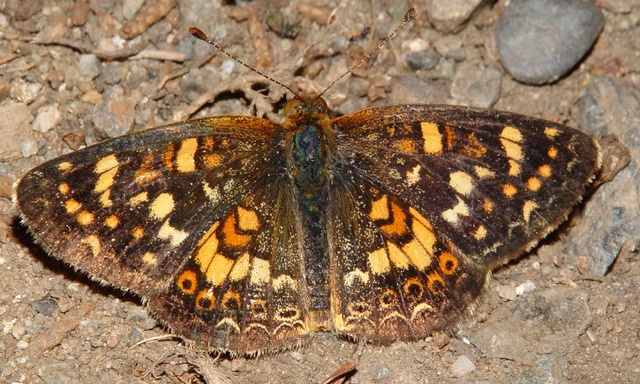 Phyciodes campestris campestris