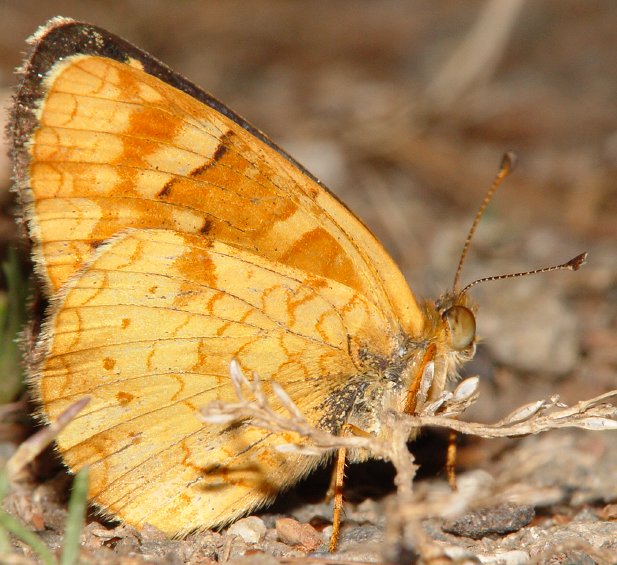 Phyciodes campestris campestris