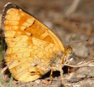 Phyciodes campestris campestris