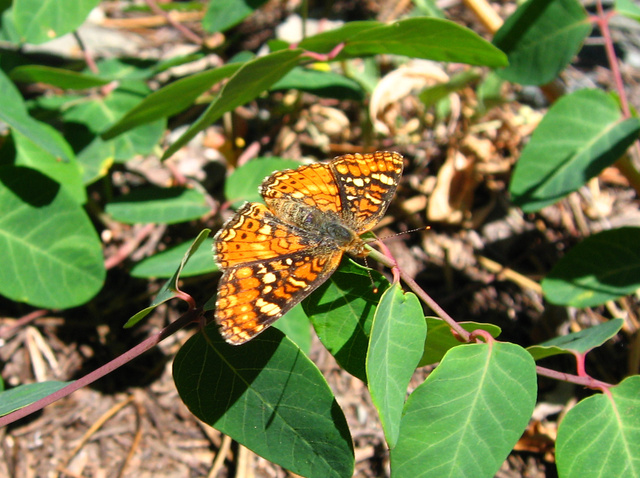 Phyciodes campestris montana