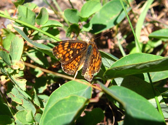 Phyciodes campestris montana