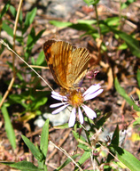 Phyciodes campestris montana