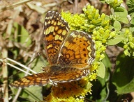 Phyciodes mylitta