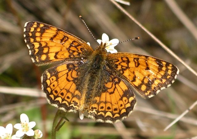 Phyciodes mylitta