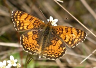 Phyciodes mylitta