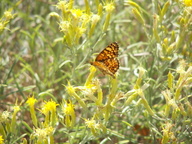 Phyciodes mylitta