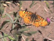 Phyciodes orseis herlani