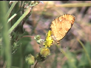 Phyciodes orseis herlani