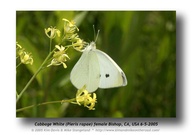 Pieris rapae