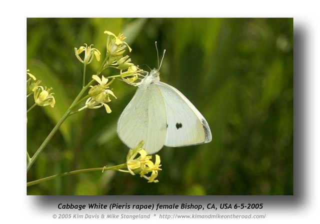 Pieris rapae