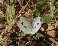 Pieris rapae