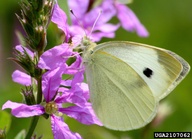 Pieris rapae