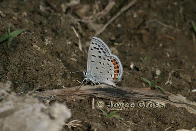 Plebejus acmon