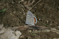 Plebejus