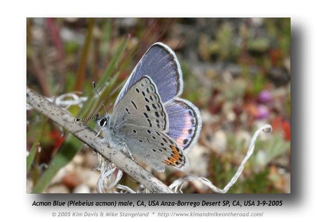 Plebejus acmon