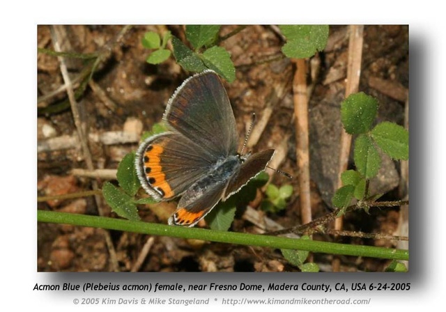 Plebejus acmon