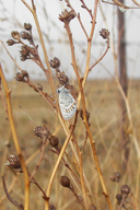 Plebejus acmon