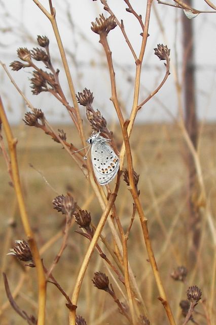 Plebejus acmon