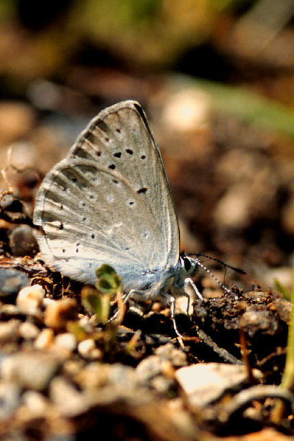 Plebejus icarioides