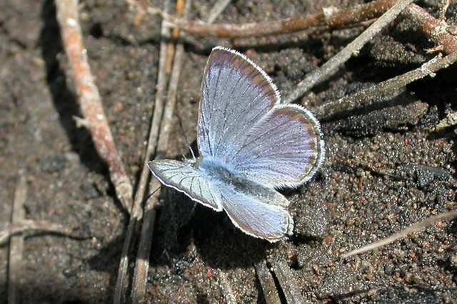 Plebejus icarioides