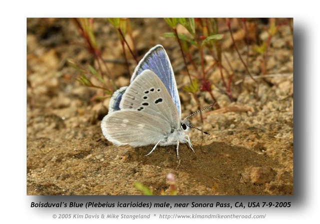 Plebejus icarioides