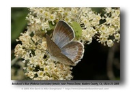 Plebejus icarioides