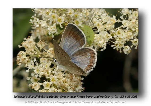 Plebejus icarioides