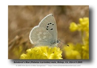 Plebejus icarioides