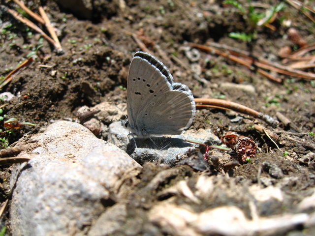 Plebejus icarioides