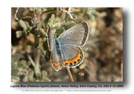 Plebejus lupini