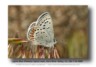 Plebejus lupini