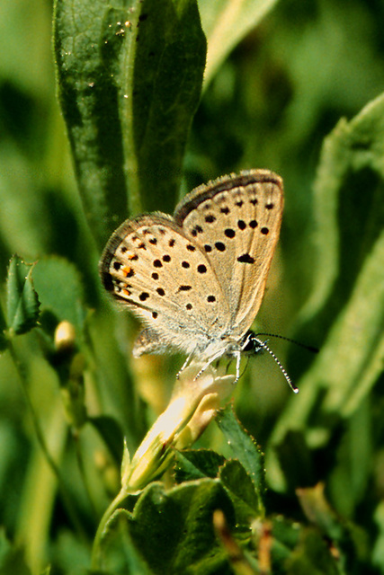 Plebejus saepiolus