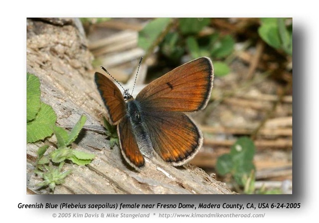 Plebejus saepiolus