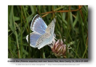 Plebejus saepiolus