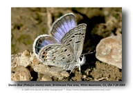 Plebejus shasta