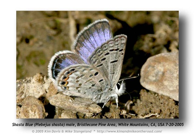 Plebejus shasta